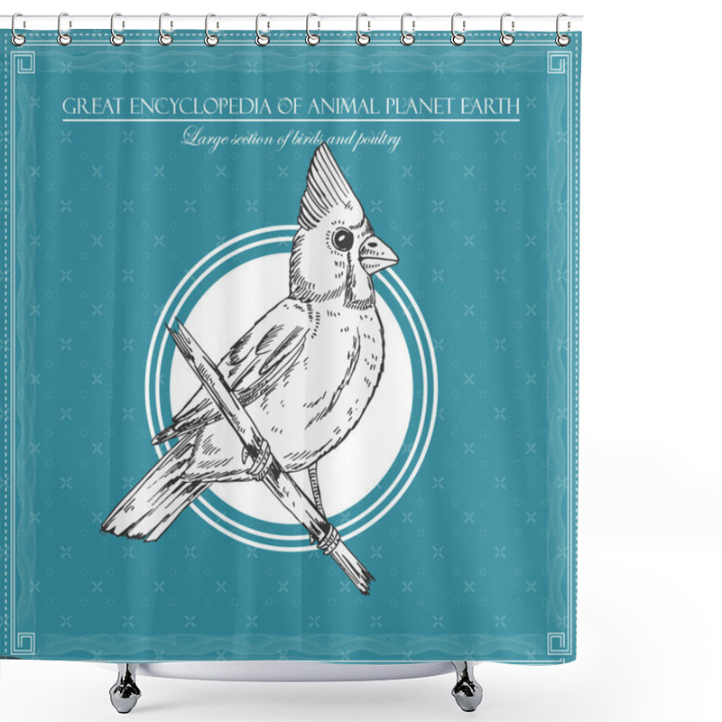 Personality  Bird. Illustration For Great Encyclopedy Of Birds And Animals Shower Curtains