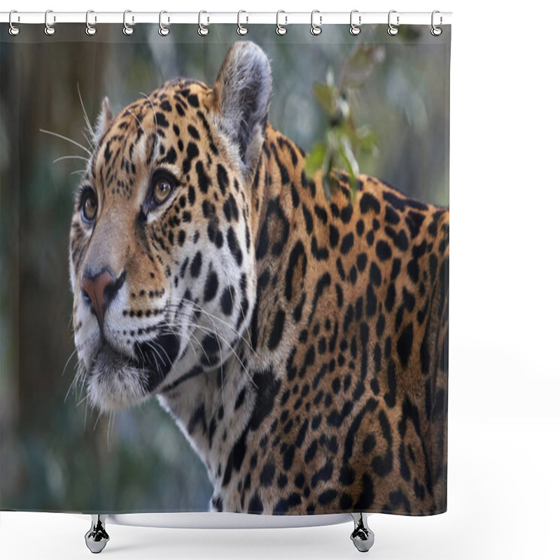 Personality  Big Male Jaguar Shower Curtains