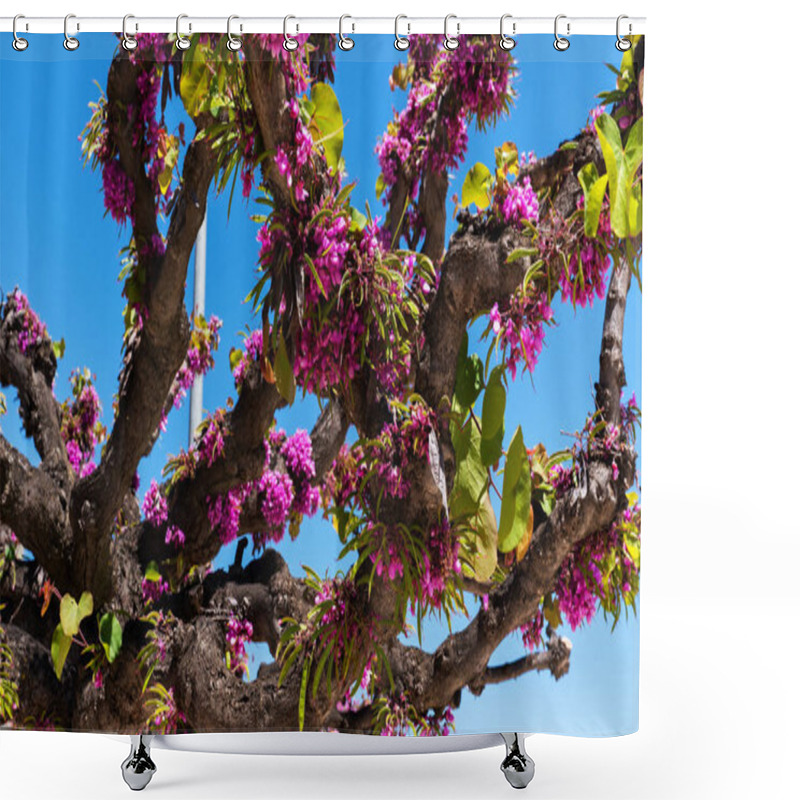 Personality  A Vibrant Cercis Tree, Adorned With Clusters Of Vivid Pink Blossoms, Stands Against A Bright Blue Sky. The Tree's Dark, Twisted Branches Create A Striking Contrast Shower Curtains