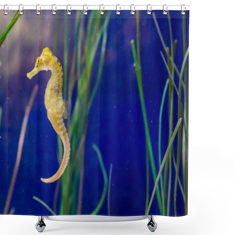 Personality  Cute Marine Life Portrait Of A Common Yellow Spotted Estuary Seahorse In Macro Closeup Shower Curtains