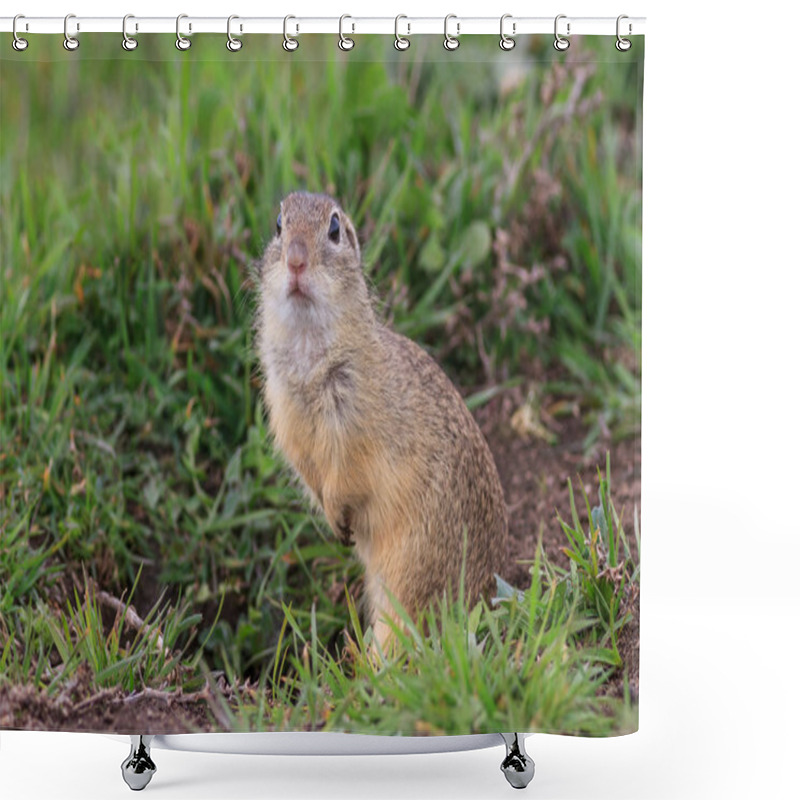 Personality  Prairie Dog In The Grass. Danube Delta, Romania Shower Curtains