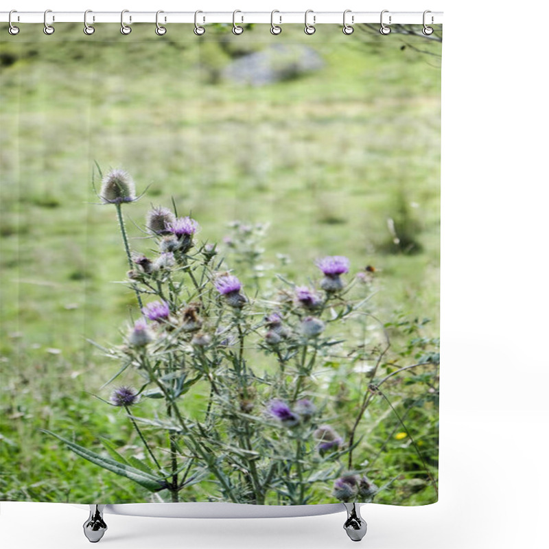 Personality  This Photo Captures A Thistle In Bloom, Showcasing Its Prickly Leaves And Purple Flowers. The Image Highlights The Beauty Of This Often-overlooked Plant, Evoking A Sense Of Wildness And Resilience. Shower Curtains