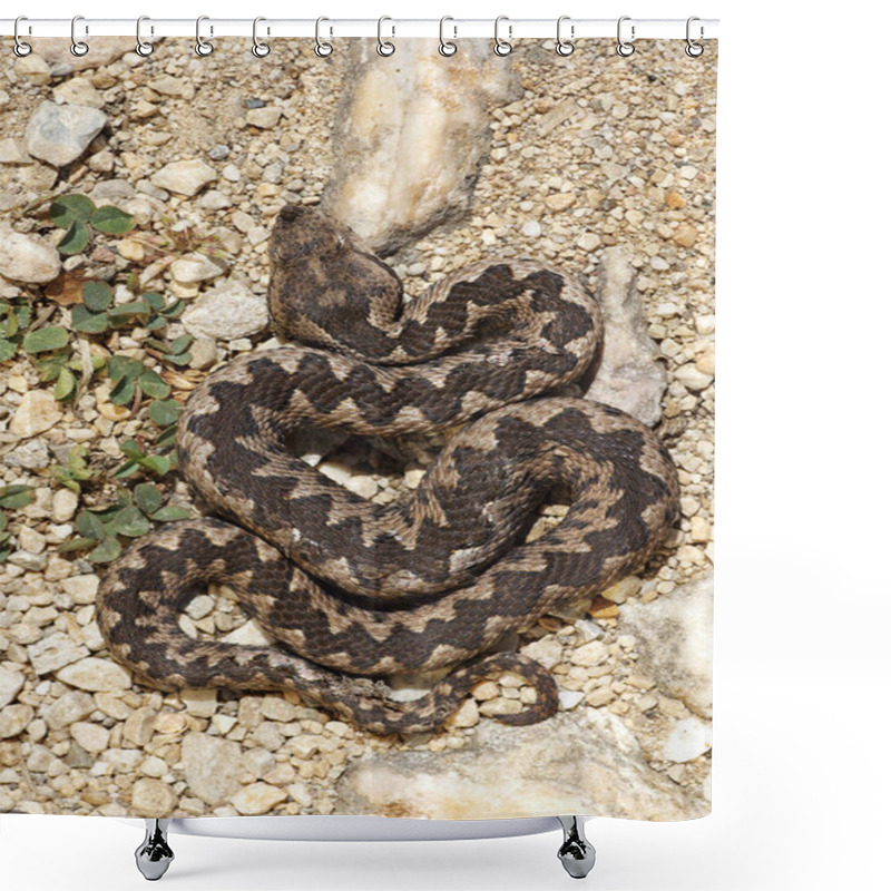 Personality  Vipera Ammodytes Basking On Natural Habitat Shower Curtains