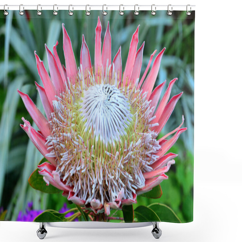 Personality  Pink King Protea Flower Shower Curtains