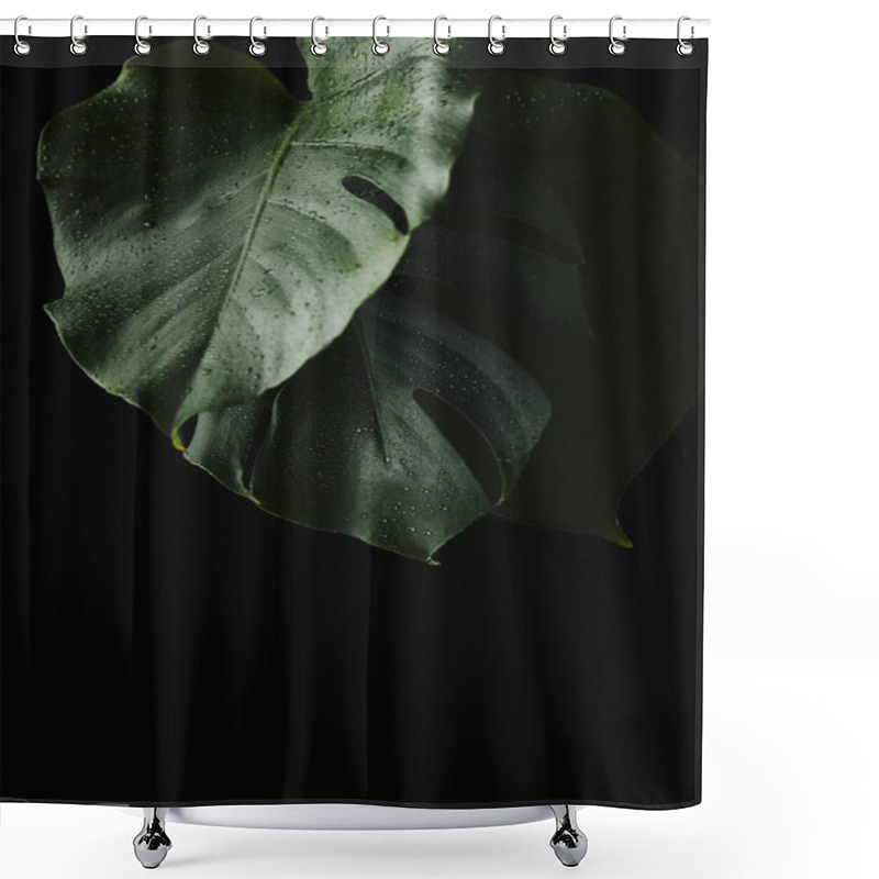 Personality  Close-up View Of Green Wet Monstera Leaves Isolated On Black  Shower Curtains