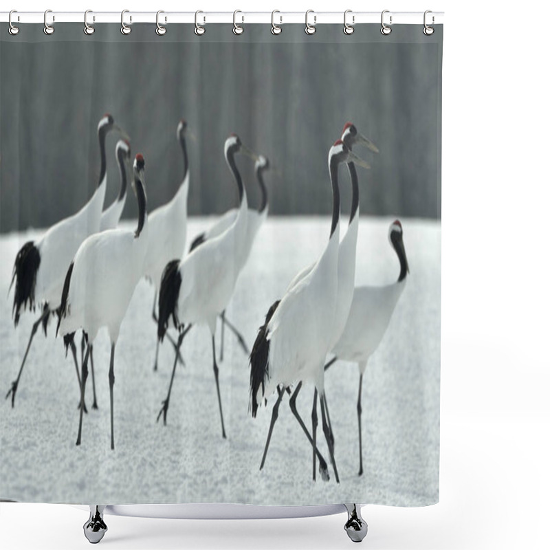 Personality  Japanese Cranes In Snow. The Red-crowned Crane. Scientific Name: Grus Japonensis, Also Called The Japanese Crane Or Manchurian Crane, Is A Large East Asian Crane. Shower Curtains