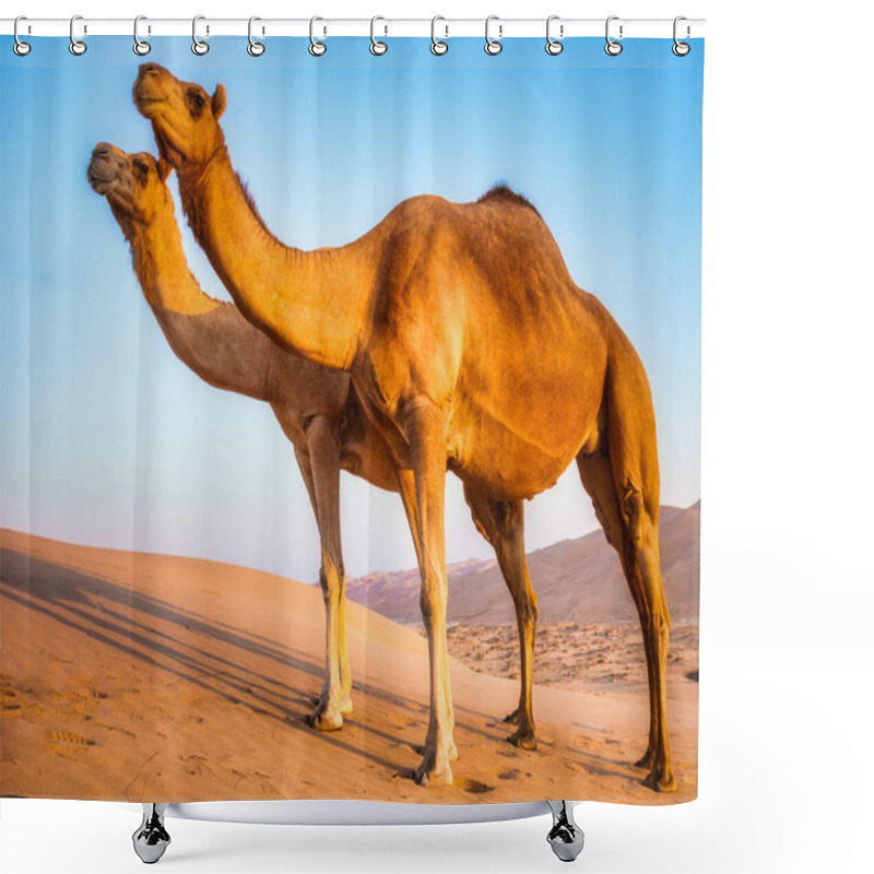 Personality  Group Of Camels In The Liwa Desert In Abu Dhabi Shower Curtains