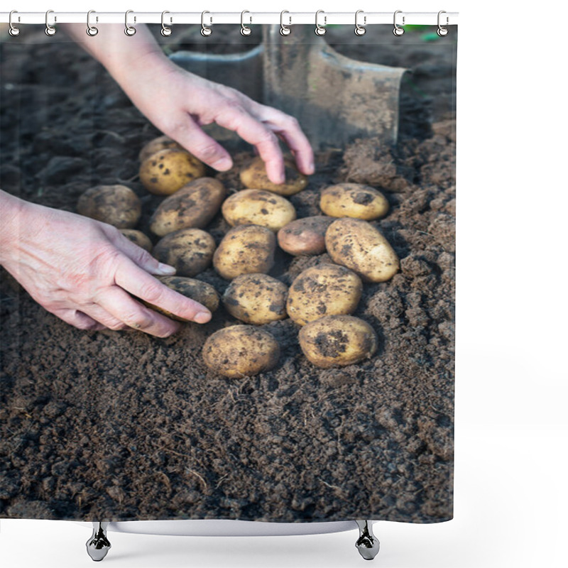 Personality  Harvesting Potatoes. Female Hand Harvested Fresh Organic Potatoe Shower Curtains