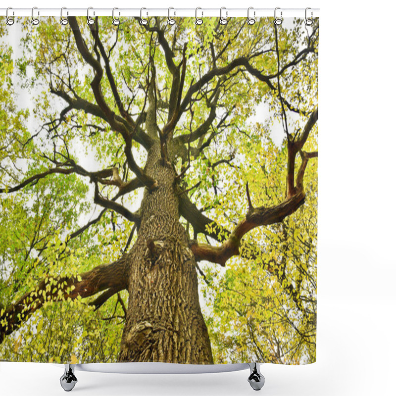 Personality  Big Old Oak Tree In The Autumn Forest Shower Curtains