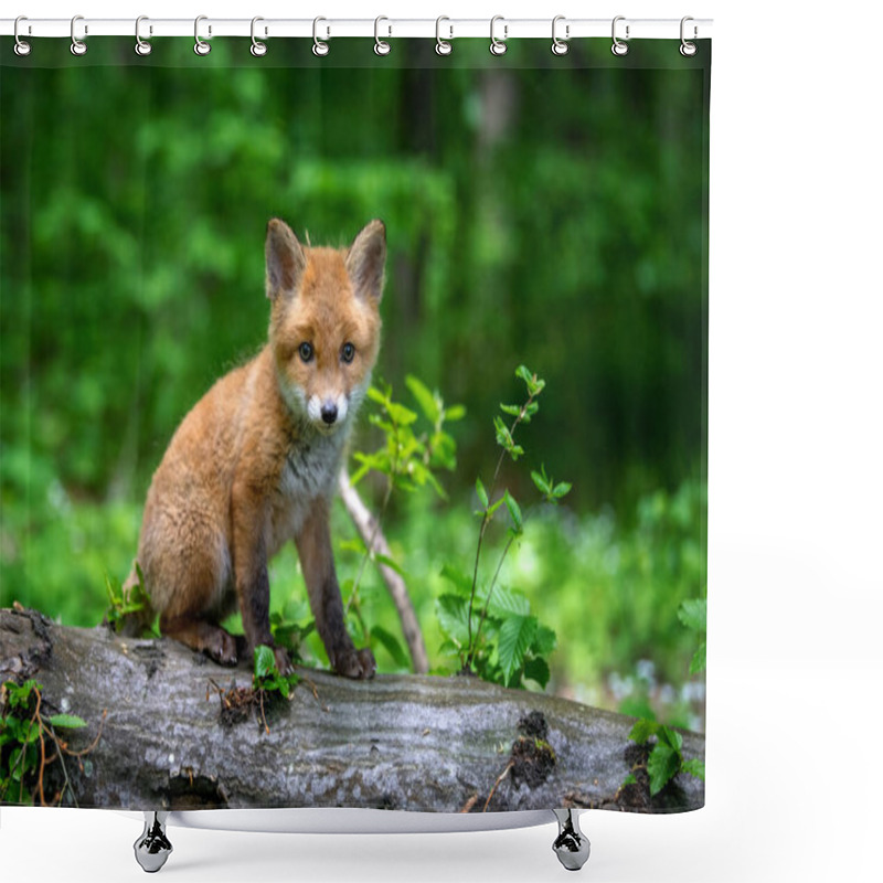 Personality  Red Fox, Vulpes Vulpes, Small Young Cub In Forest. Cute Little Wild Predators In Natural Environment. Wildlife Scene From Nature Shower Curtains