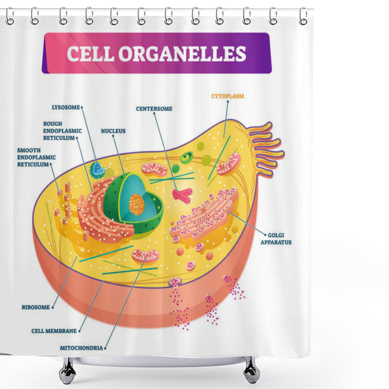 Personality  Cell Organelles Biological Anatomy Vector Illustration Diagram Shower Curtains