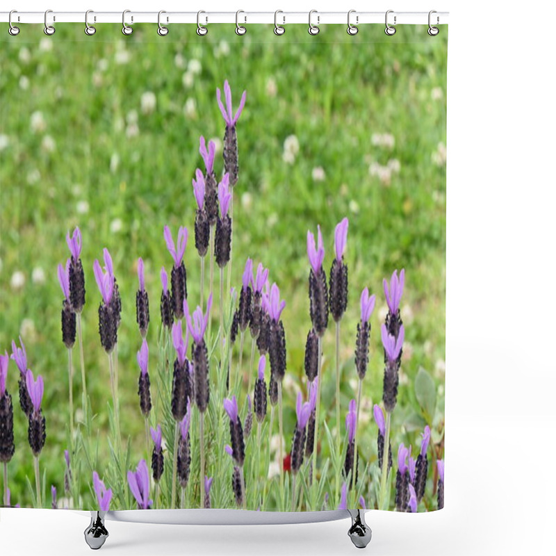 Personality   French Lavender ( Lavandula Stoechas ) Flowers. Lamiaceae Evergreen Plants. Blooms From May To July. Shower Curtains