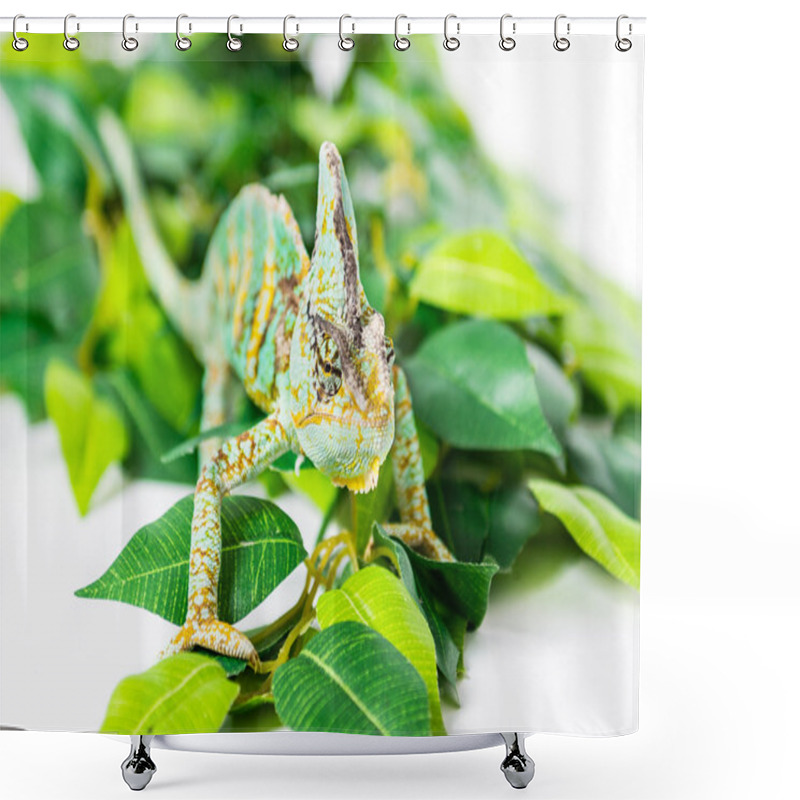 Personality  Hiding Chameleon Shower Curtains