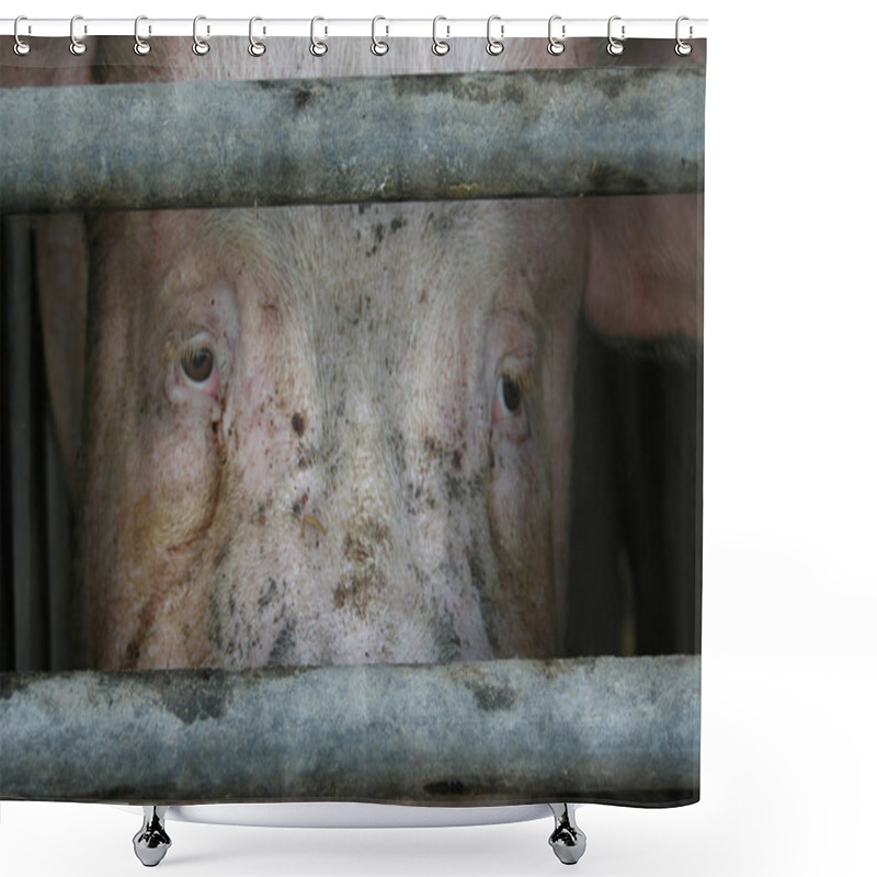 Personality  Closeup Of Animal At Zoo Shower Curtains