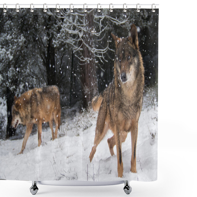 Personality  Couple Of Iberian Wolves With Blue Eyes In The Snow Shower Curtains