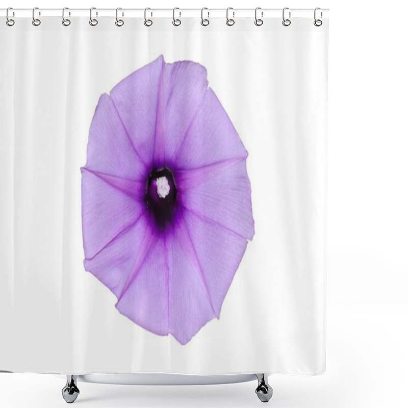 Personality  Morning Glory Shower Curtains