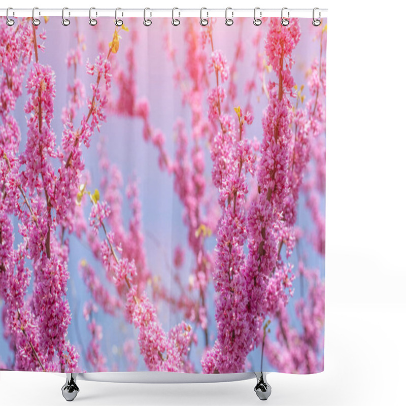 Personality  Cercis Canadensis Canadian Crimson, An Ornamental Tree That Blooms In Early Spring. Used In Landscaping. Shower Curtains