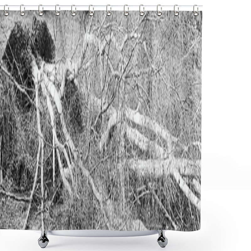 Personality  Five Big Birch Trees Are Downed In Garden After Strong Tornado And Wing Storm. Disaster For Insurance Company In France Europe. Banner Panoramic Size Shower Curtains