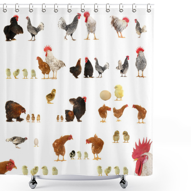 Personality  Chicken Histories Shower Curtains