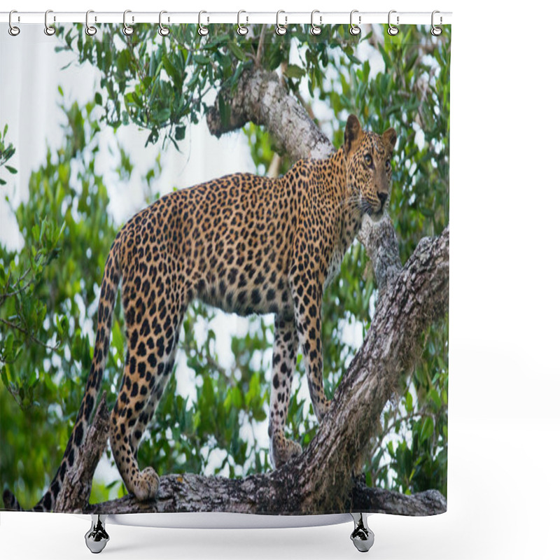 Personality  Panthera Pardus Kotiya Shower Curtains