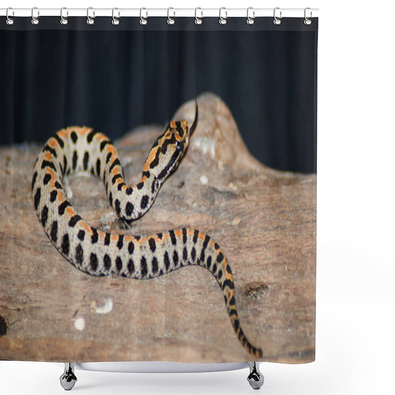 Personality  Pigmy rattlesnake laying on a log shower curtains