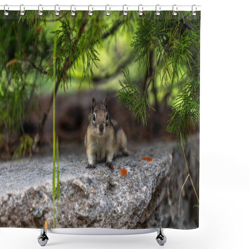 Personality  A Yellow Pine Chipmunk At Lewis And Clark Cavern SP, Montana Shower Curtains