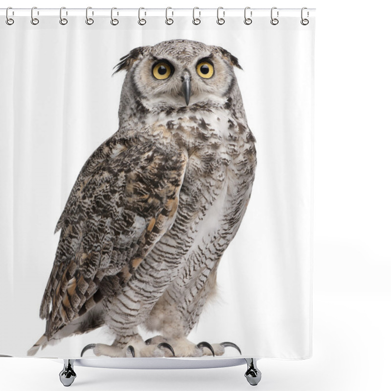 Personality  Great Horned Owl, Bubo Virginianus Subarcticus, In Front Of White Background Shower Curtains