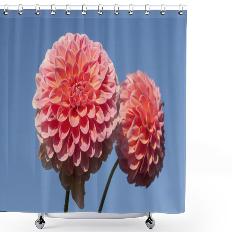 Personality  Close-up View Of Beautiful Blooming Dahlia Shower Curtains