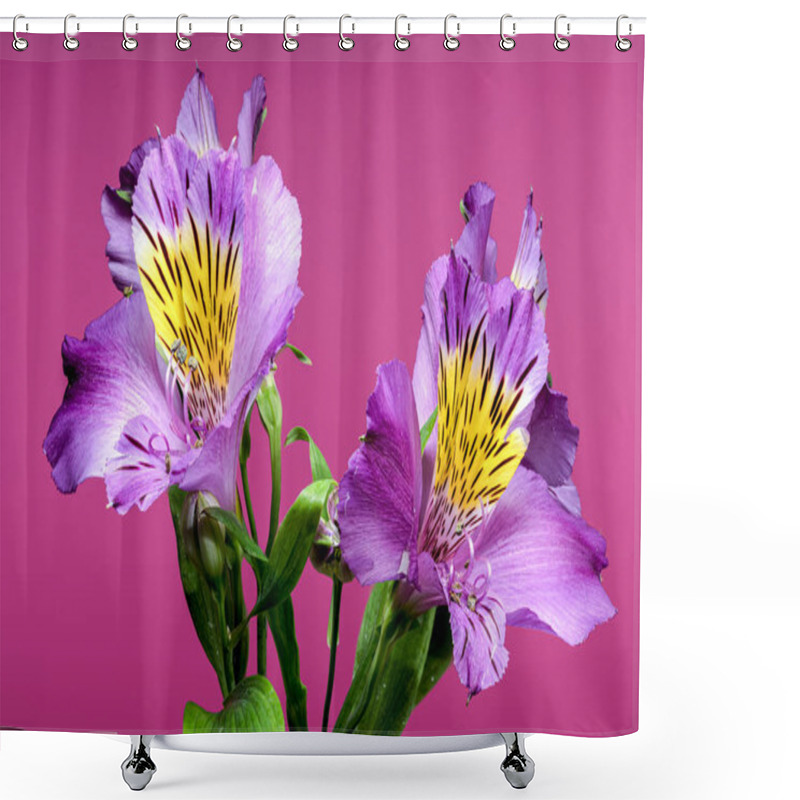 Personality  Vibrant Purple Alstroemeria Navarro Flowers With Yellow And Black Markings, Captured On A Pink Background Shower Curtains