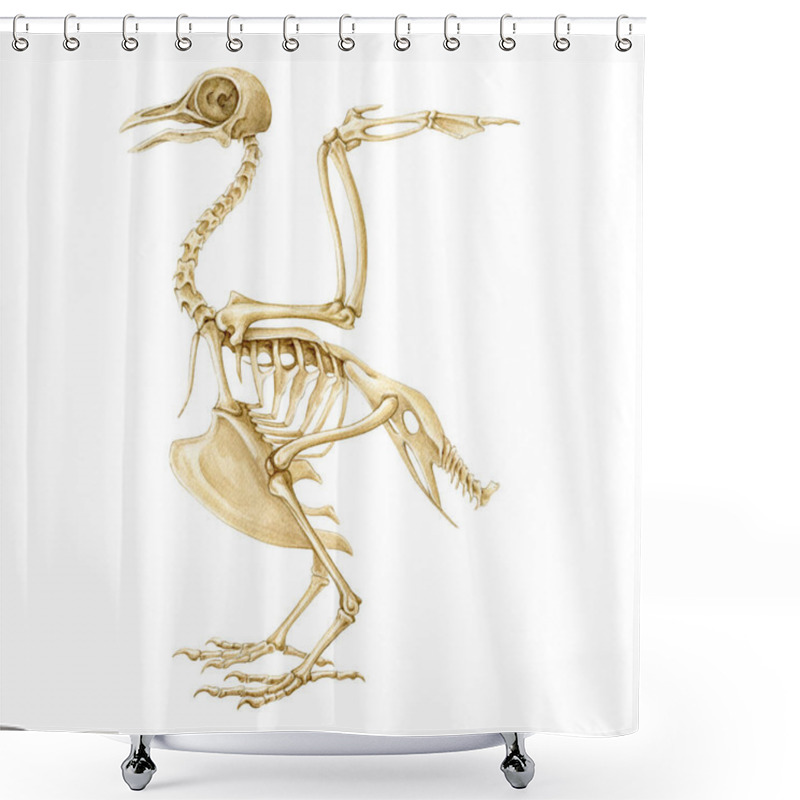 Personality  Bird Skeleton Realistic Illustration. Bird Body Inner Anatomy Structure For Studying. Pigeon Skeleton With All Bones Science Image. White Background. Shower Curtains