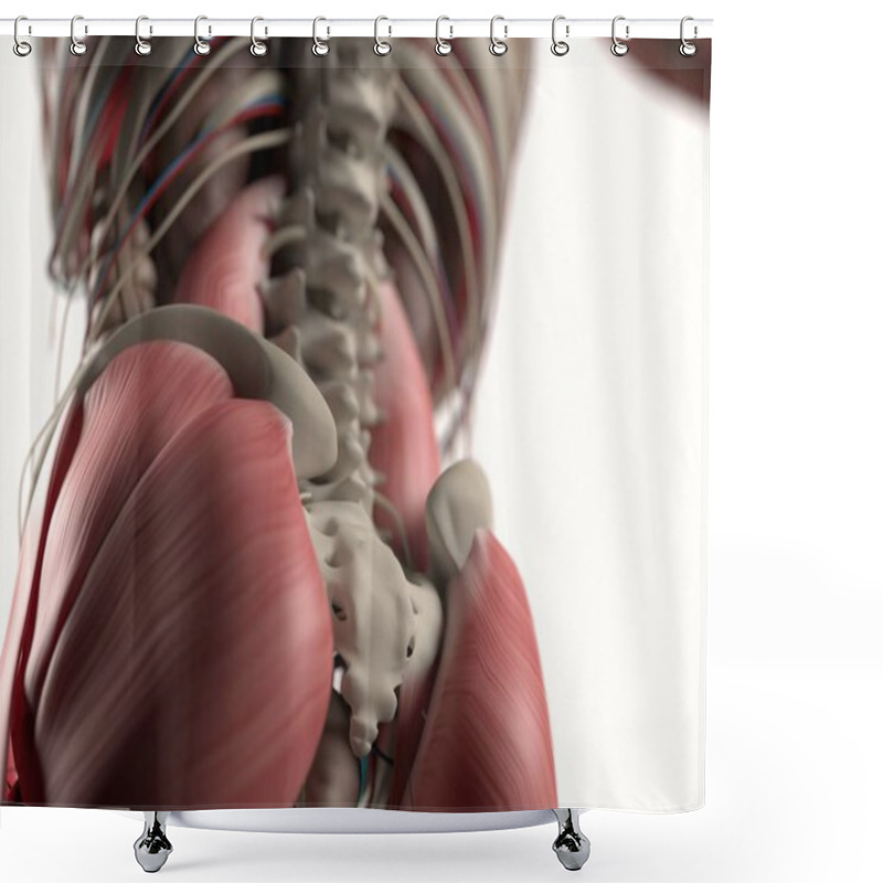 Personality  Human Spine And Pelvis Anatomy Model Shower Curtains