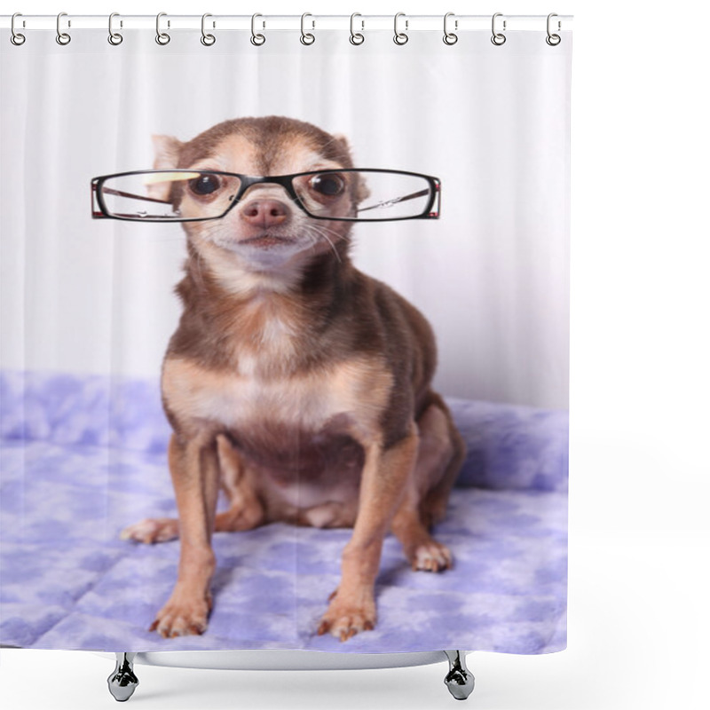 Personality  Dog, Toy Dogs, Russian Toy Terrier, Fashionable Dog, Animal Shower Curtains