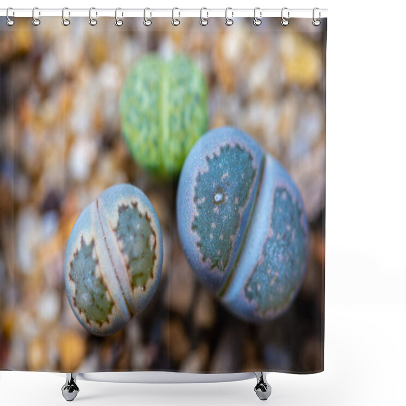 Personality  Lithops Are Popular Novelty House Plants And Many Specialist Succulent Growers Maintain Collections Shower Curtains