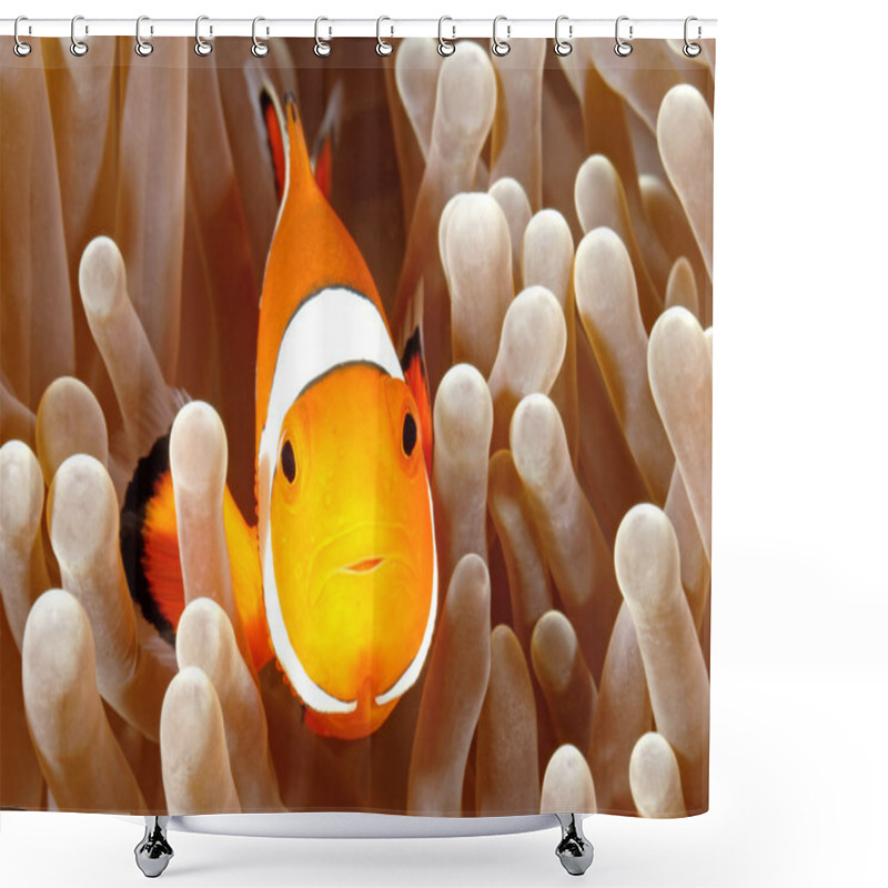 Personality  Clown Anemonefish Shower Curtains