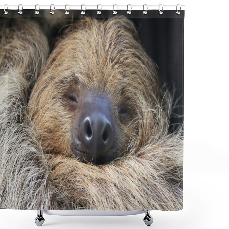 Personality  Close-up View Of A Two-toed Sloth Shower Curtains