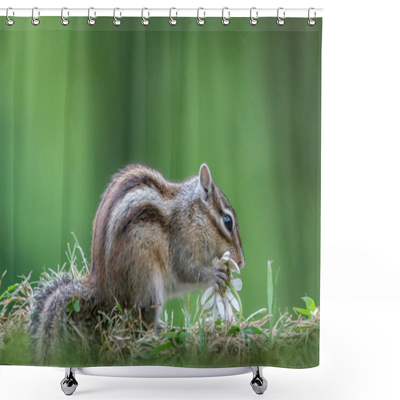 Personality  Cutest Squirrel Smelling A Flower. Little Chipmunk (Eutamias Sibiricus) Enjoying The Flowers. Ground Squirrel With Beautiful White Flowers. Chipmunk Loves Flowers. Shower Curtains