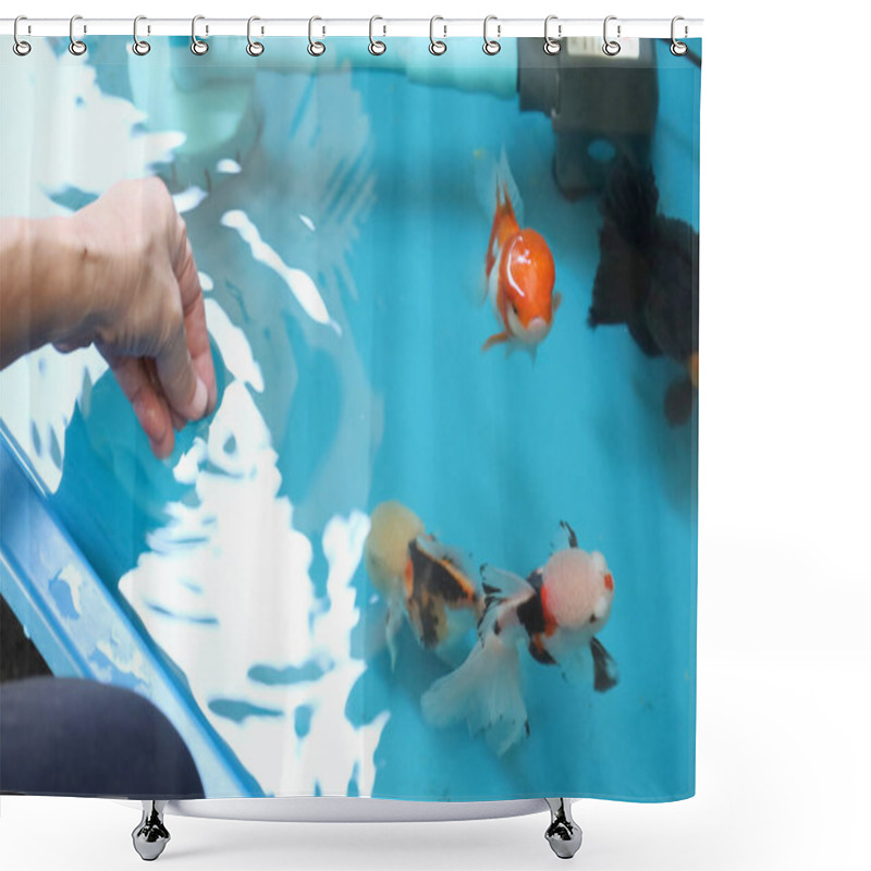 Personality  The Many Kinds Of Goldfish Oranda Goldfish, Lionhead Goldfish, And Ranchu Goldfish Are Swimming In The Plastic Trough. Shower Curtains