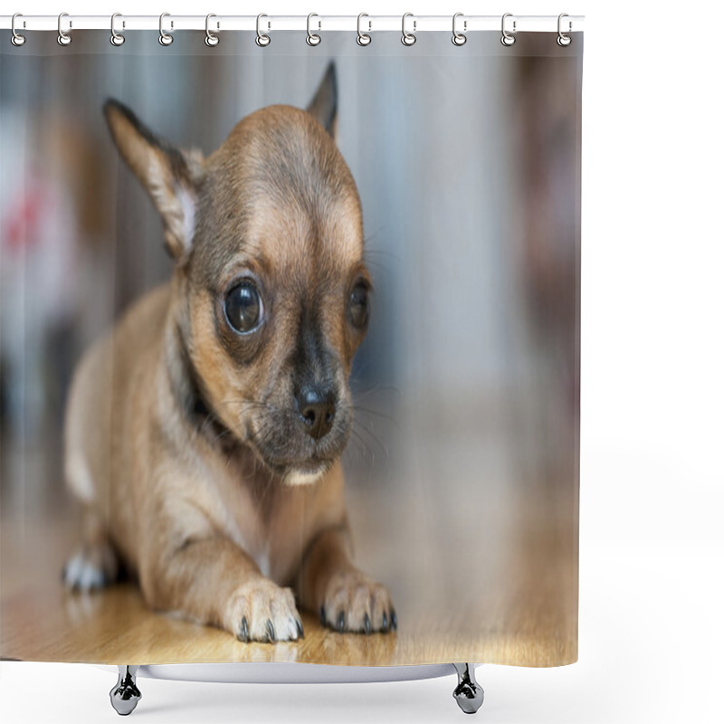 Personality  Little Red Sable Chihuahua Puppy Shower Curtains