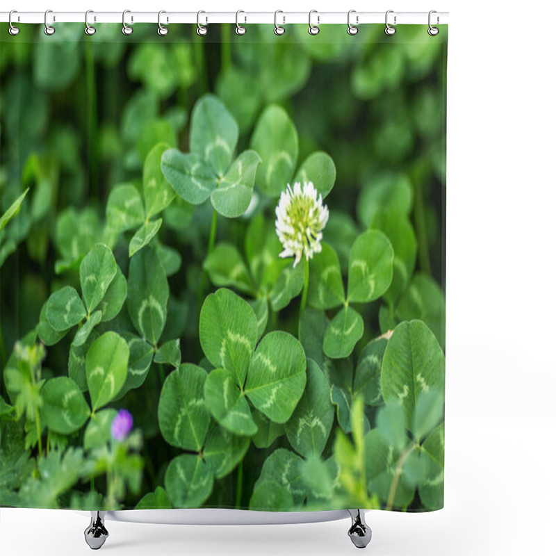 Personality  Three Leaves Clover With Clover Flowres Background. Macro. Close-up. Detail. Wallpaper. Pattern Shower Curtains