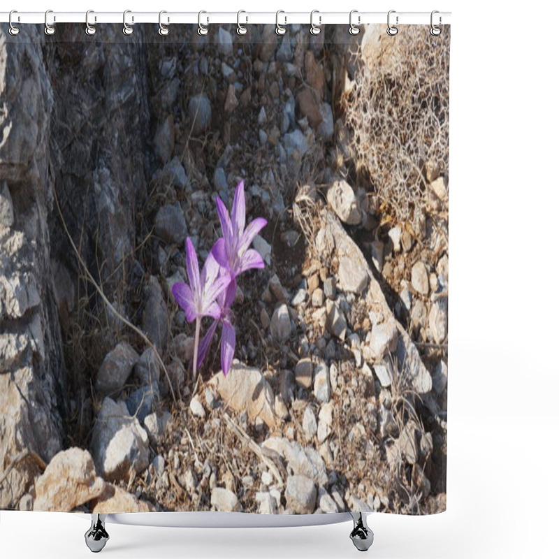 Personality  Violet Wildflower Of Colchicum Variegatum Mediterranean Shower Curtains