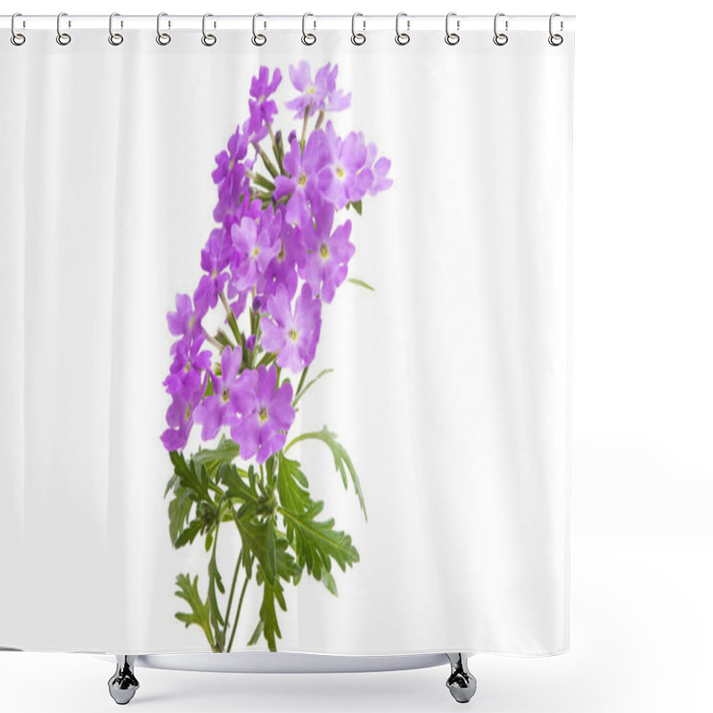 Personality  Verbena Flower Isolated  Shower Curtains