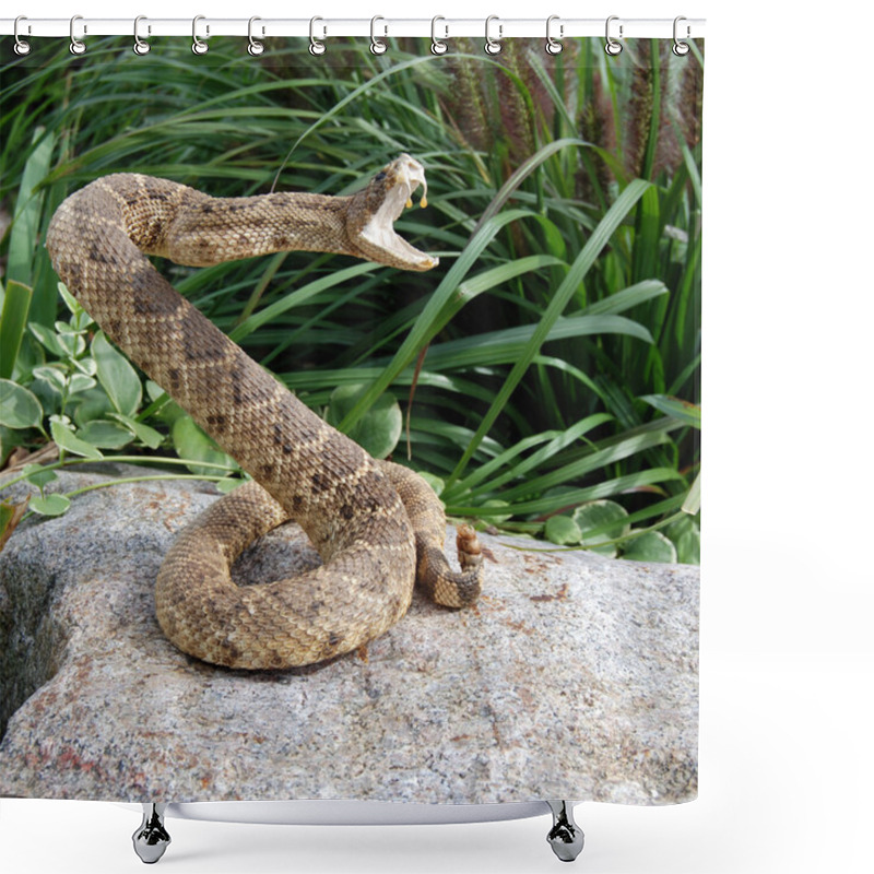 Personality  Rattle snake on a rock shower curtains