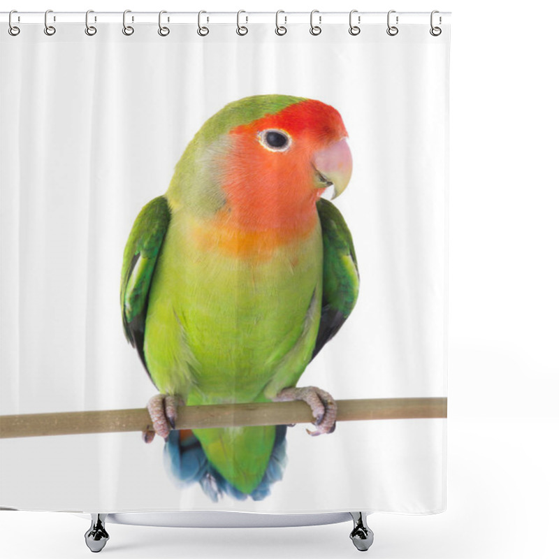 Personality  Lovebird On A White Background Shower Curtains