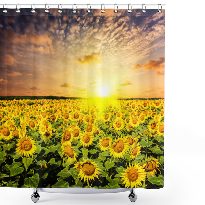 Personality  Sunflower Field On Susnet Shower Curtains