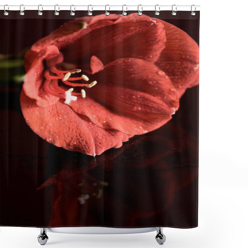 Personality  Close Up View Of Living Coral Amaryllis Flower On Dark Background Shower Curtains