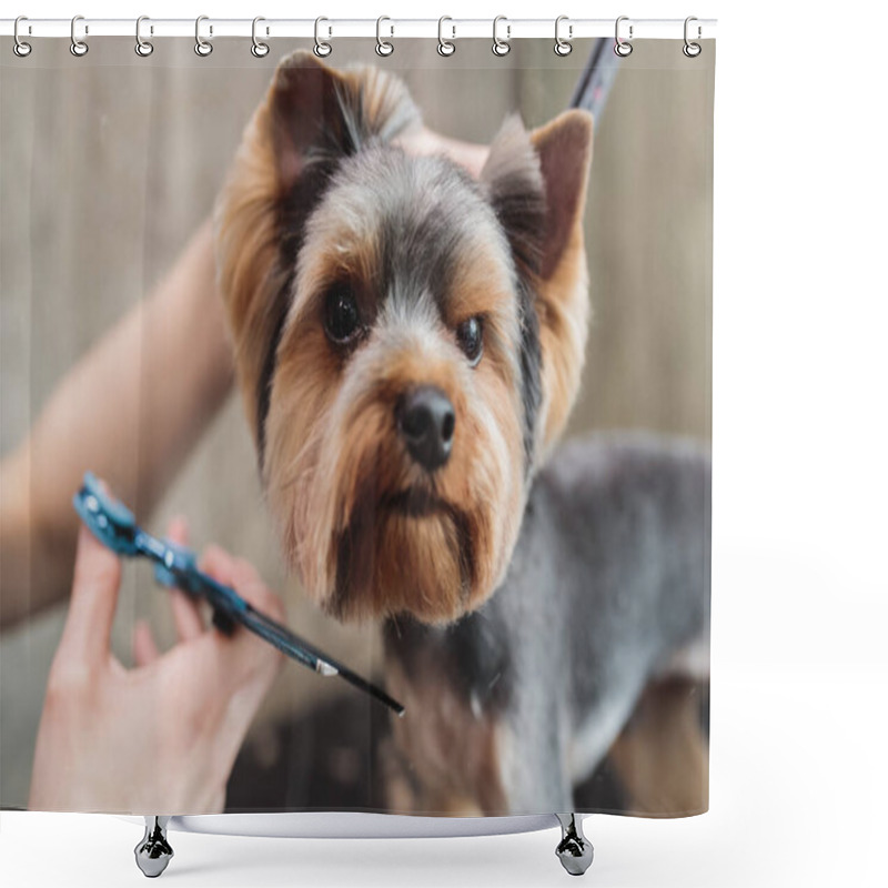 Personality  Yorkshire In The Grooming Salon. Caring For Little Friends. Shower Curtains