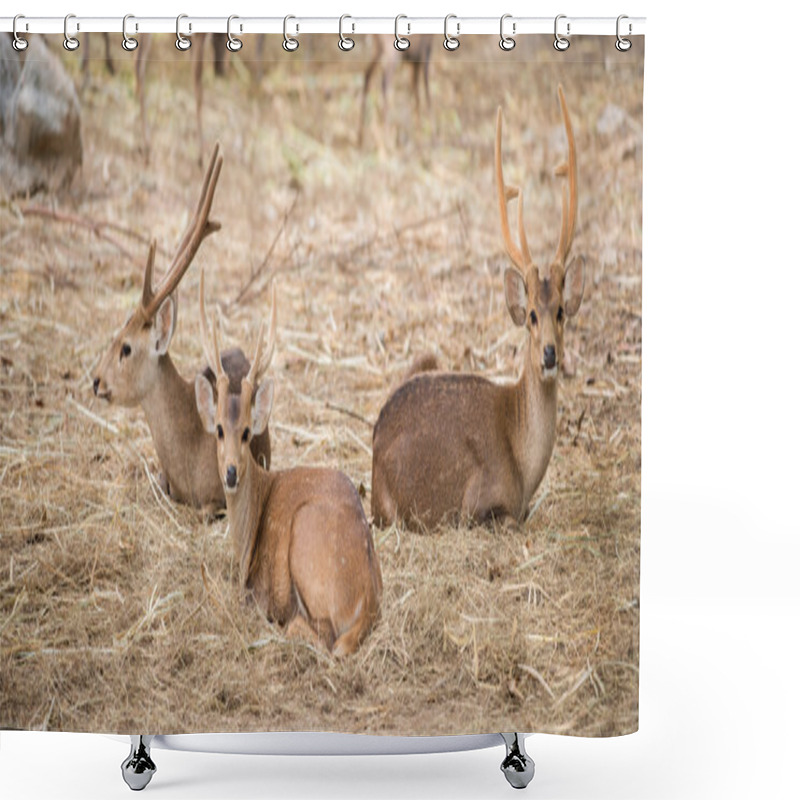 Personality  Male Hog Deer Shower Curtains