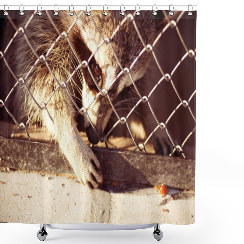 Personality  Raccoon In A Cage. Shower Curtains