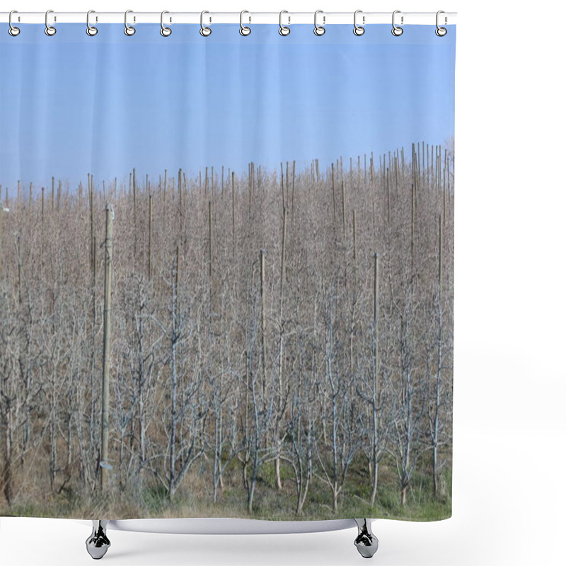 Personality  A Well-kept Dwarf Apple Orchard Treated With Bordeaux Mixture Shower Curtains