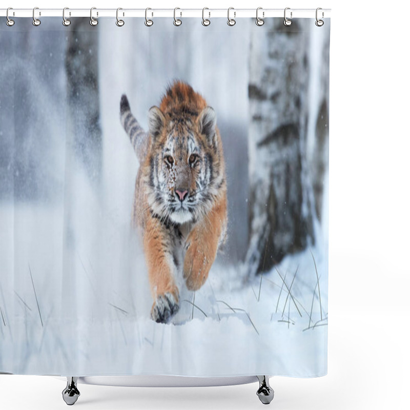 Personality  Siberian Tiger, Panthera Tigris Altaica, Male With Snow In Fur, Running Directly At Camera In Deep Snow. Attacking Predator In Action. Taiga Environment, Freezing Cold, Winter. Shower Curtains